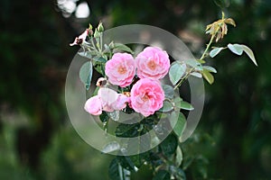 Unique pink roses from Indonesia