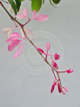 Unique Pinky Leaves