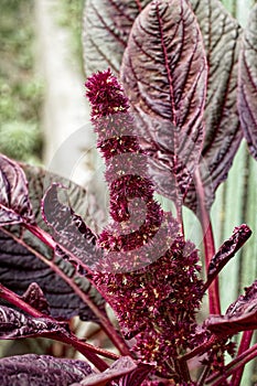 A unique plant with red fuzzy flowers surrounded by dark veined leaves, highlighting natural beauty