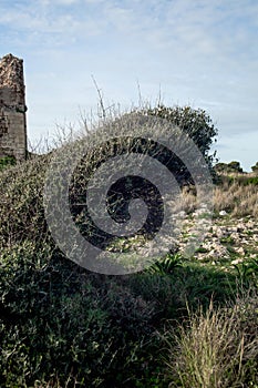 Unique Plant on Rocky Dunes of Puglia: Stock Photo of Exotic Flora in Coastal Landscape