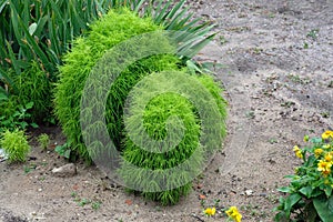 A unique plant, which is widely used in landscape design.