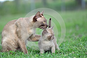 Unique portrait mother cat paw around baby kitten