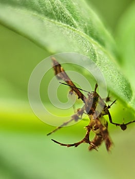 Unique Pterophoridae & x28;Plume Moth& x29; with distinctive wings, resting upside down on a green leaf. photo