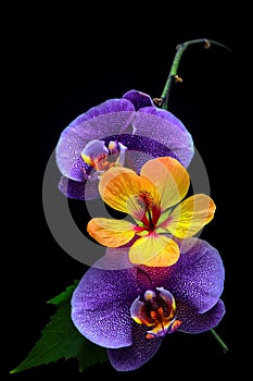 Unique purple dotted phalaenopsis orchids and anisodontea julii flower