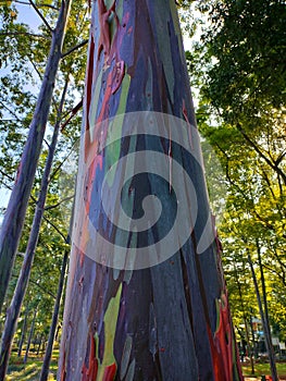 unique rainbow eucalyptus tree bark