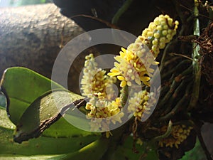 Unique and rare Wild orchid