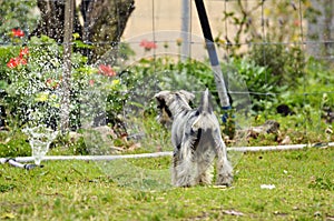 New puppy dog discovering water sprinkler in home garden photo