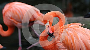 Unique red flamingo in a lake, high definition photo of this wonderful avian in south america.