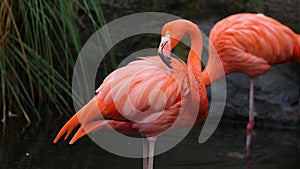 Unique red flamingo in a lake, high definition photo of this wonderful avian in south america.