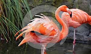 Unique red flamingo in a lake, high definition photo of this wonderful avian in south america.