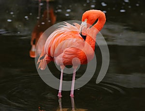 Unique red flamingo in a lake, high definition photo of this wonderful avian in south america.