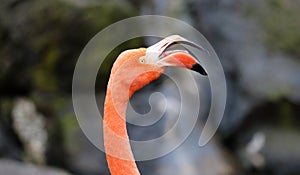 Unique red flamingo in a lake, high definition photo of this wonderful avian in south america.