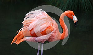 Unique red flamingo in a lake, high definition photo of this wonderful avian in south america.