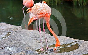 Unique red flamingo in a lake, high definition photo of this wonderful avian in south america.