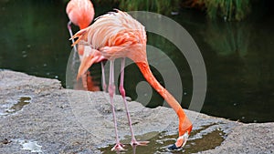 Unique red flamingo in a lake, high definition photo of this wonderful avian in south america.