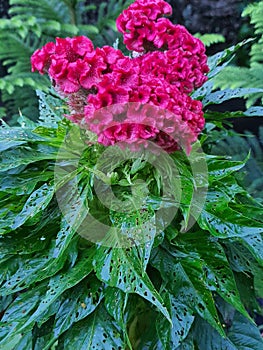 Unique red flit is beautiful red cockcomb flower photo