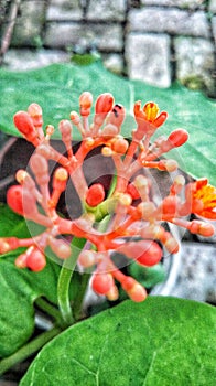 Unique red flower in the middle of the leaf