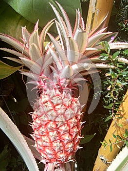 Unique red pineapple which has 2 shoots.