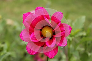 unique red and yellow color of Dahlia flower in the Himalayas mountain