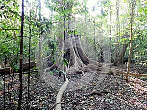 Unique root of big tree in the jungle