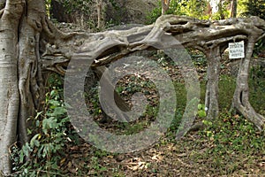 Unique Root Structure of Tree near Asian Forest Temple