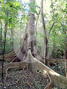 Unique root tree in rain forest