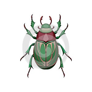 Unique Rose Chafer Animal Realistic Illustration