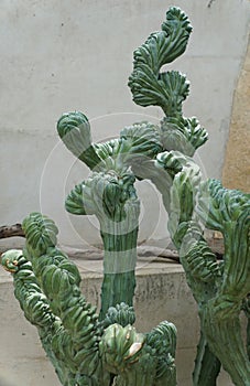 The unique shape of Myrtillocactus geometrizans monstrosus cactus photo