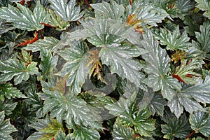 Unique shape and pattern of Cane-like Begonia `Lana` leaves photo