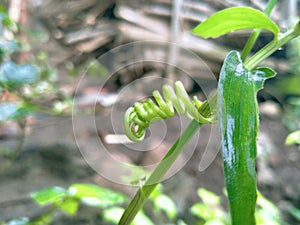 Unique shape of plant tendrils