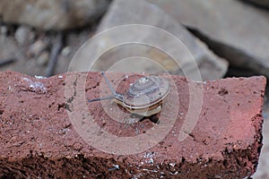 The unique shape of the snail shell is round and flat with a small diameter of 1.5 centimeters