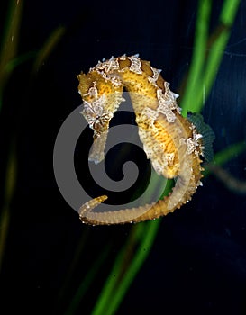 Unique Shaped Seahorse Hippocampus