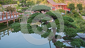 Unique shaping pine pruning technique or Niwaki for Japanese garden landscaping.