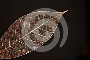 Unique shiny copper leaf design