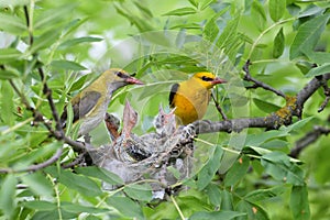Unique shots of feeding chicks by both parents Oriole simultaneously.
