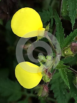 Unique singal petaled yellow colored wild flower