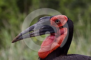 The unique Southern Ground Hornbill