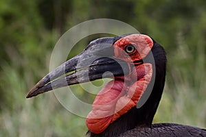 The unique Southern Ground Hornbill photo