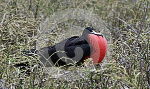 Galapagos fregate birds 20