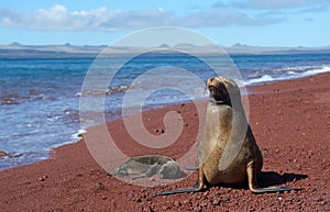 Galapagos sea lion with cub 2