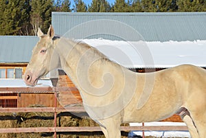 Unique Stallion at Walk