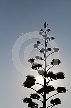 Unique stamens and anthers