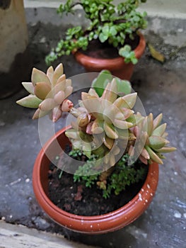 Unique succulant plant in tree formation