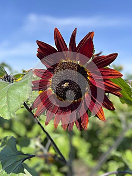 Unique sunflower with red petals macro image