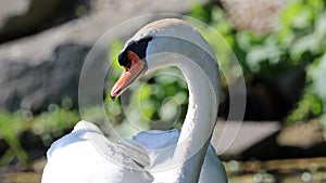 Unique swan with babies in a lake, high definition photo of this wonderful avian in south america.