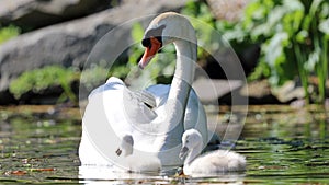 Unique swan with babies in a lake, high definition photo of this wonderful avian in south america.