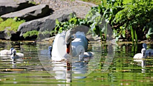 Unique swan with babies in a lake, high definition photo of this wonderful avian in south america.