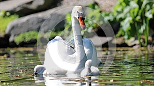 Unique swan with babies in a lake, high definition photo of this wonderful avian in south america.