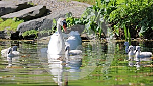 Unique swan with babies in a lake, high definition photo of this wonderful avian in south america.