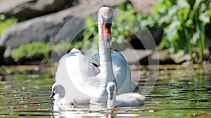 Unique swan with babies in a lake, high definition photo of this wonderful avian in south america.